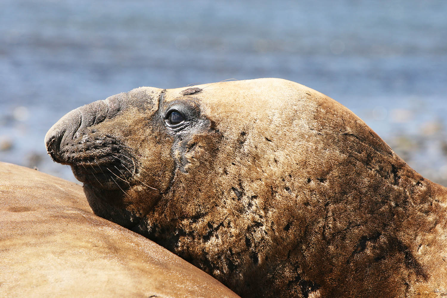 Elephant Seal (6)